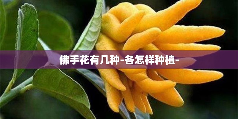 佛手花有几种-各怎样种植-