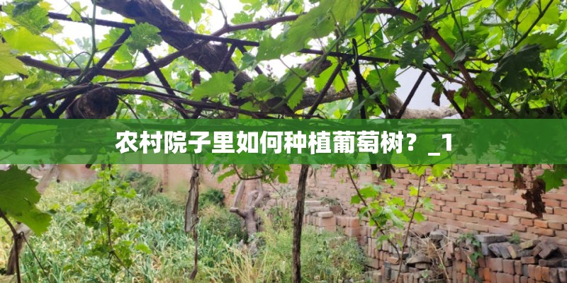 农村院子里如何种植葡萄树？_1