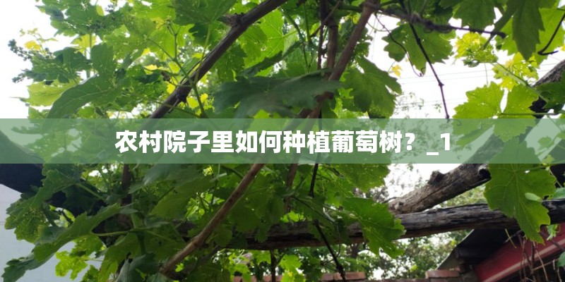 农村院子里如何种植葡萄树？_1