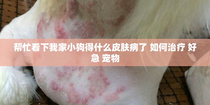 帮忙看下我家小狗得什么皮肤病了 如何治疗 好急 宠物