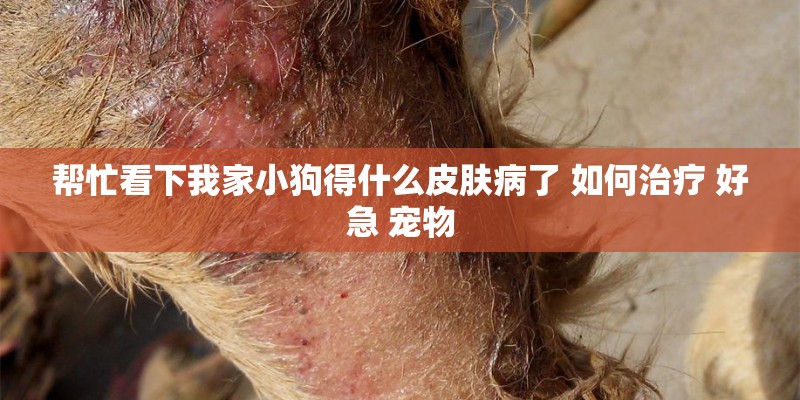 帮忙看下我家小狗得什么皮肤病了 如何治疗 好急 宠物