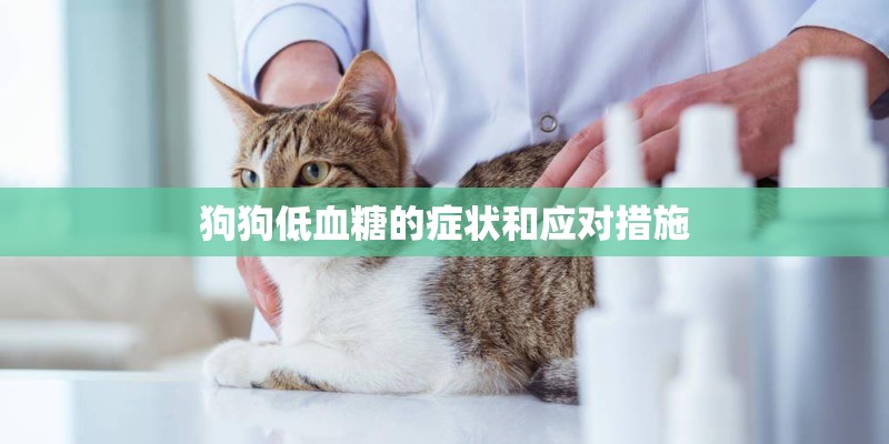 狗狗低血糖的症状和应对措施