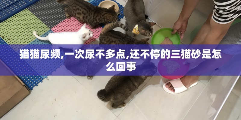 猫猫尿频,一次尿不多点,还不停的三猫砂是怎么回事