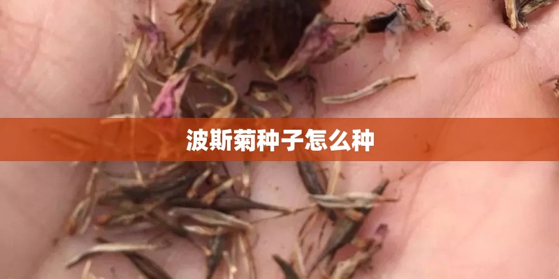 波斯菊种子怎么种