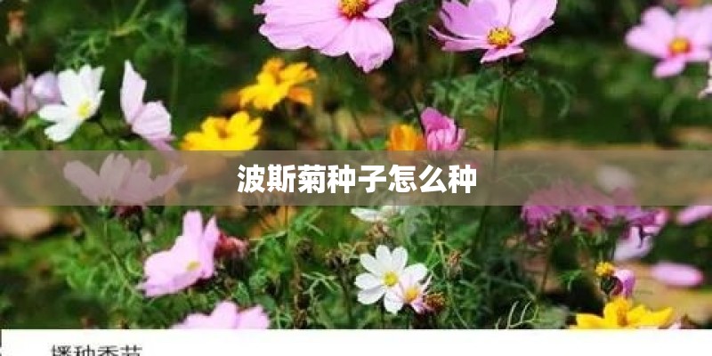 波斯菊种子怎么种