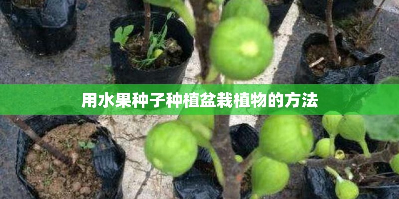 用水果种子种植盆栽植物的方法