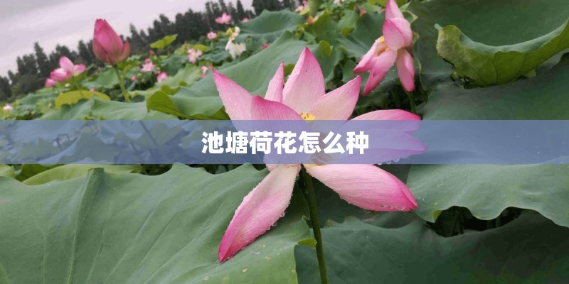 池塘荷花怎么种