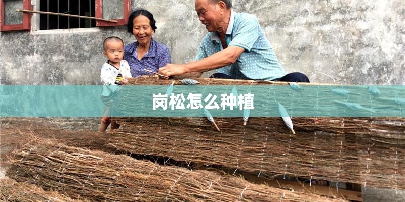 岗松怎么种植