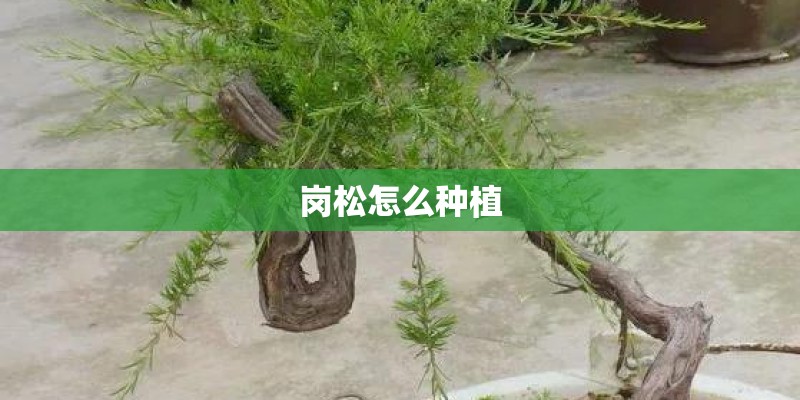 岗松怎么种植