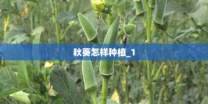 秋葵怎样种植_1