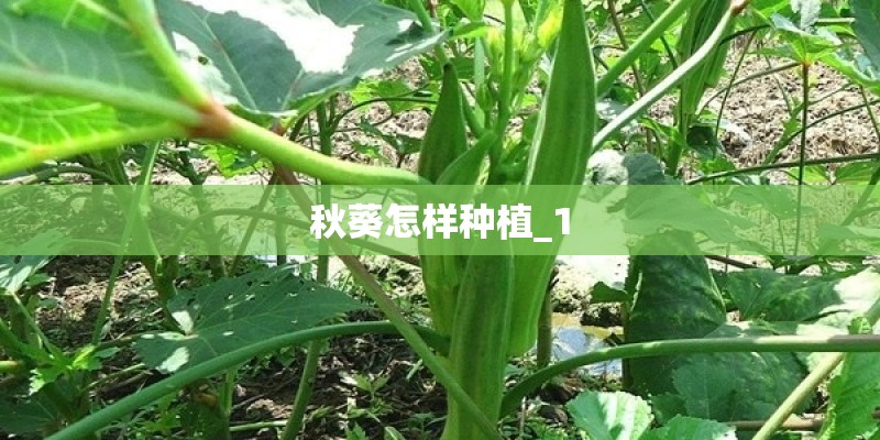 秋葵怎样种植_1