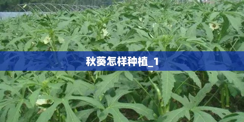 秋葵怎样种植_1