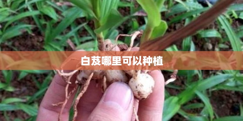 白芨哪里可以种植
