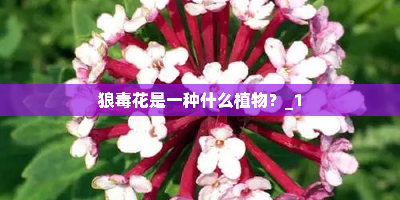 狼毒花是一种什么植物？_1