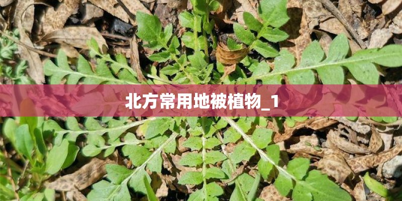 北方常用地被植物_1