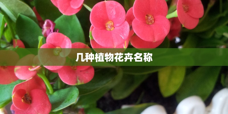 几种植物花卉名称