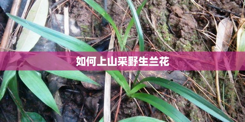 如何上山采野生兰花