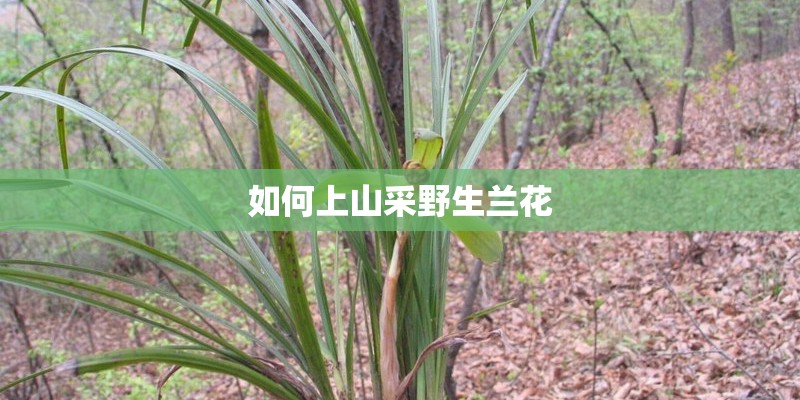 如何上山采野生兰花
