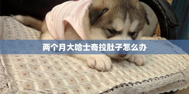 两个月大哈士奇拉肚子怎么办