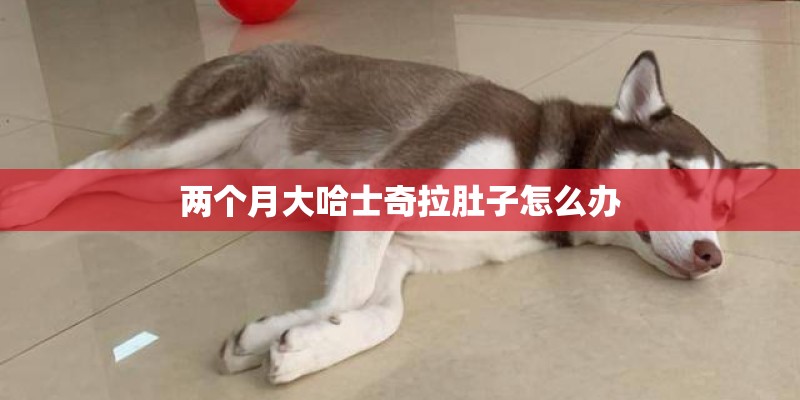 两个月大哈士奇拉肚子怎么办