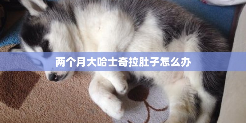 两个月大哈士奇拉肚子怎么办