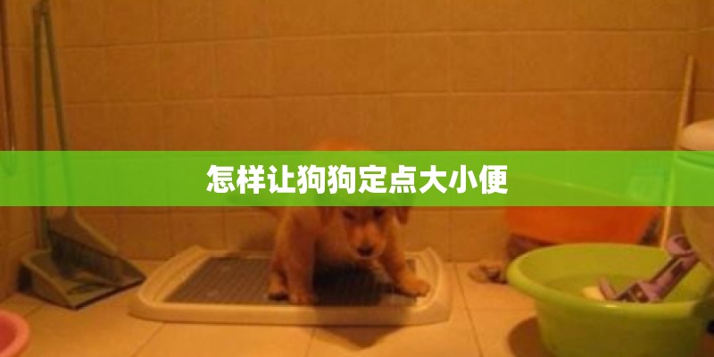 怎样让狗狗定点大小便