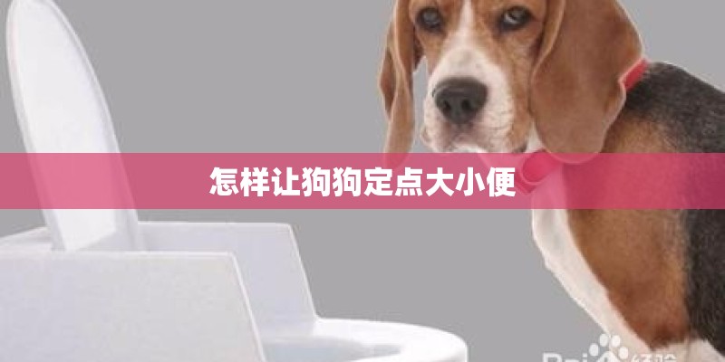 怎样让狗狗定点大小便