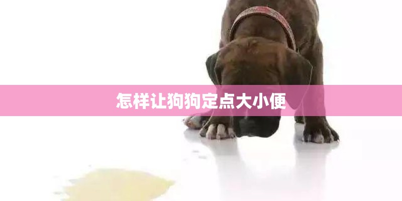 怎样让狗狗定点大小便