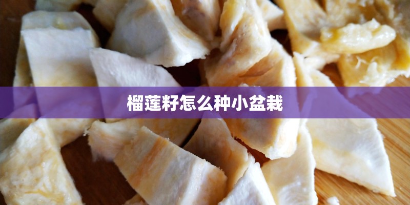 榴莲籽怎么种小盆栽