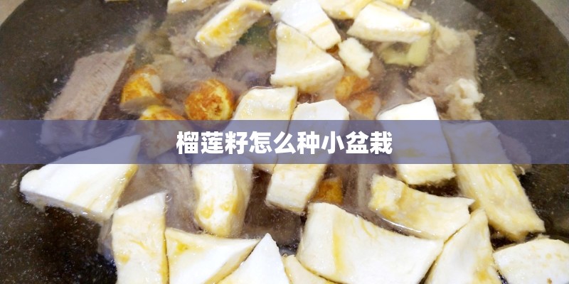 榴莲籽怎么种小盆栽