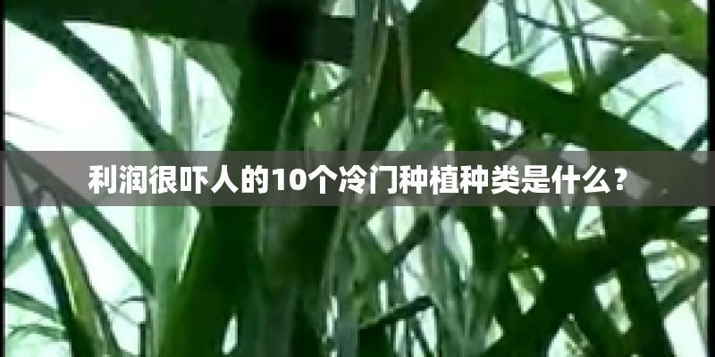 利润很吓人的10个冷门种植种类是什么？