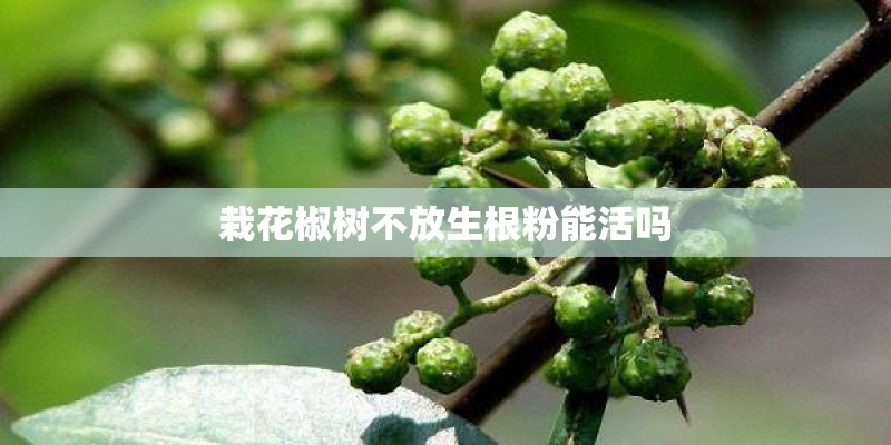 栽花椒树不放生根粉能活吗