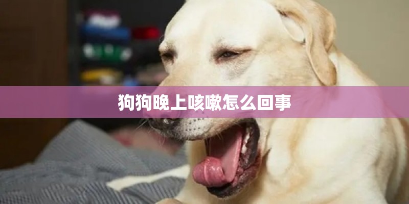 狗狗晚上咳嗽怎么回事
