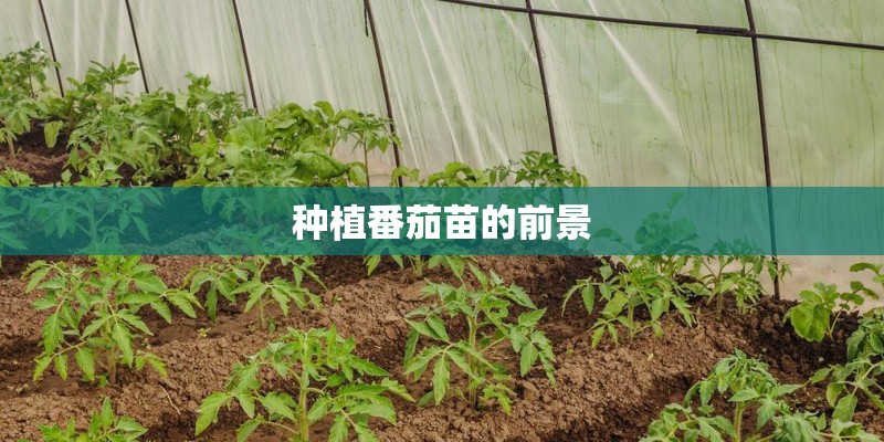 种植番茄苗的前景