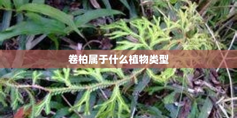 卷柏属于什么植物类型