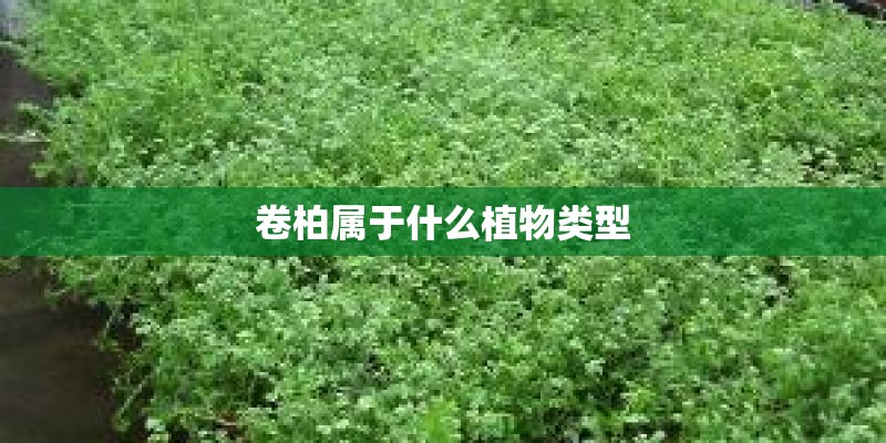 卷柏属于什么植物类型