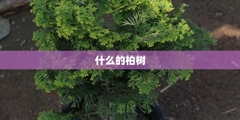 什么的柏树