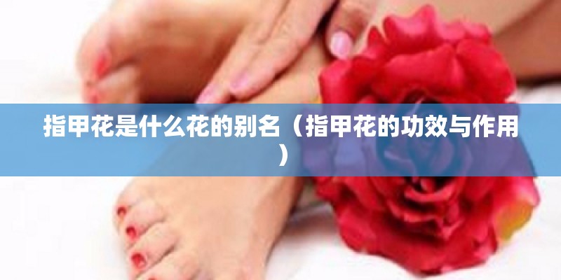 指甲花是什么花的别名（指甲花的功效与作用）