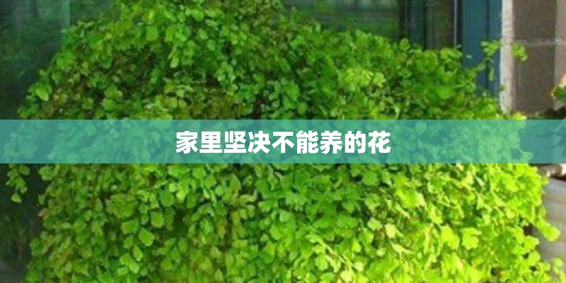 家里坚决不能养的花