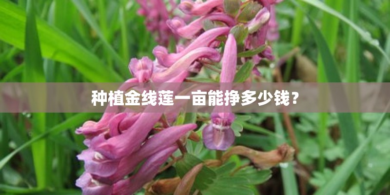 种植金线莲一亩能挣多少钱？