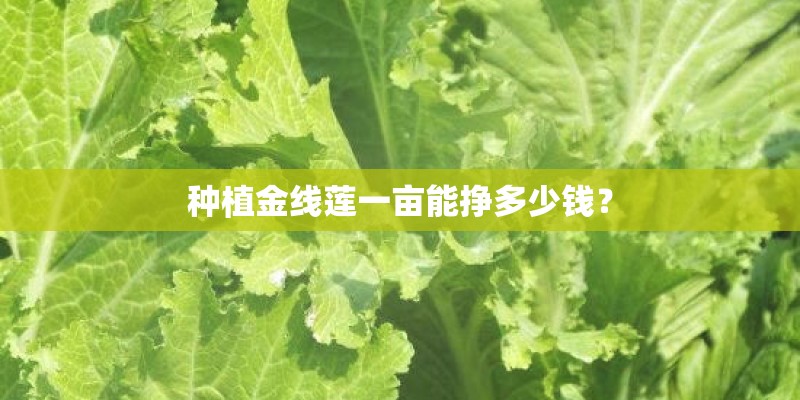 种植金线莲一亩能挣多少钱？