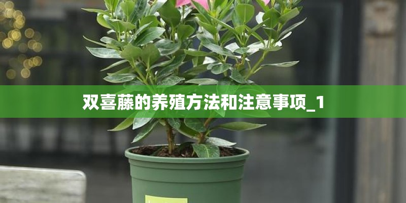 双喜藤的养殖方法和注意事项_1