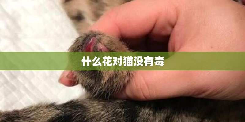 什么花对猫没有毒