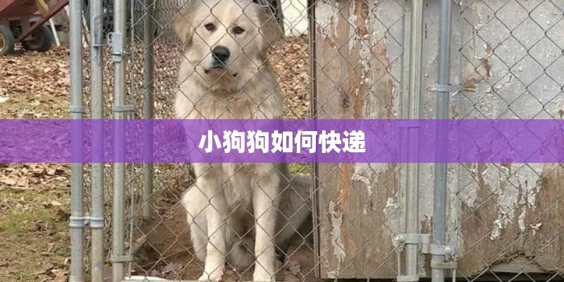 小狗狗如何快递