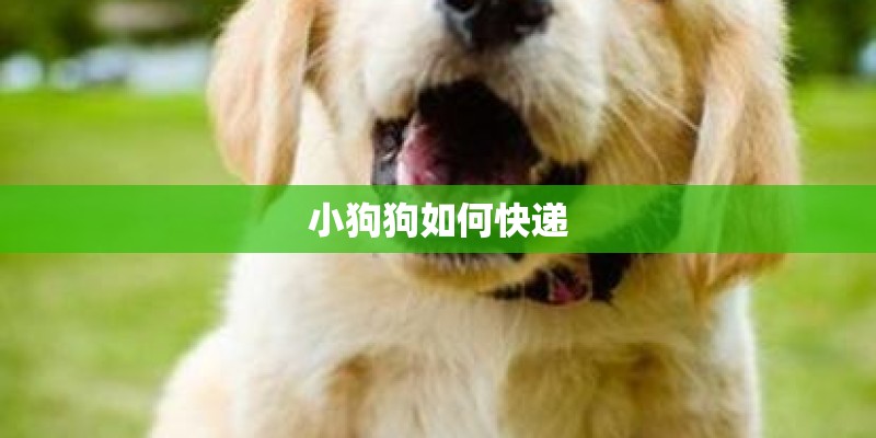 小狗狗如何快递