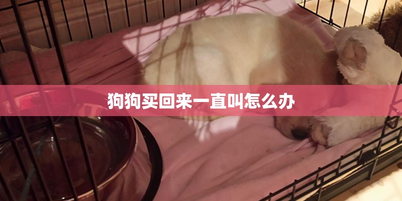 狗狗买回来一直叫怎么办