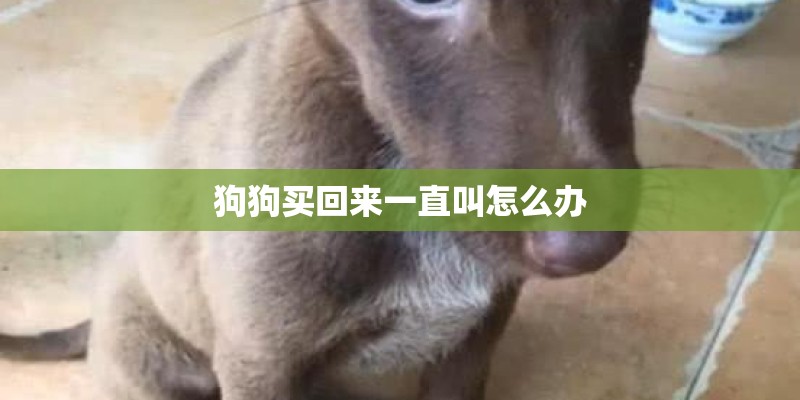狗狗买回来一直叫怎么办