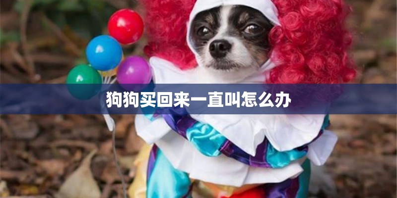 狗狗买回来一直叫怎么办