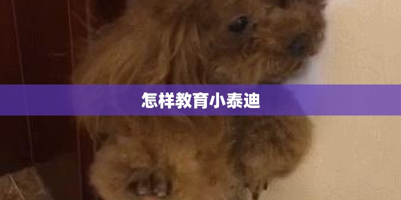 怎样教育小泰迪