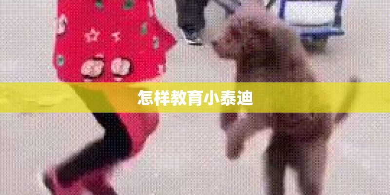 怎样教育小泰迪